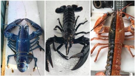 Lobster biologist Robert MacMillan says the colour variations in lobster come down to genetics and diet. Colourful lobster