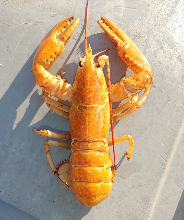Strange and colourful lobsters caught during P.E.I.'s 2021 season CBC