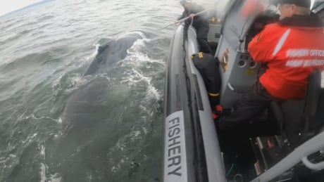 The whale was barely able to move and desperately struggling to pull itself to the surface to breathe. whale rescue
