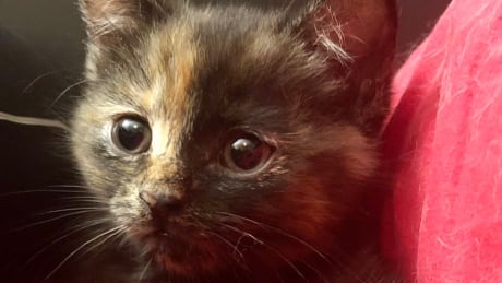 Dora, a rescued cat, was born without an opening in her anus and underwent reconstructive surgery on Friday, June 11. Dora #3