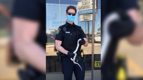 A Winnipeg police officer poses with the snake that's been slithering through the city's Fort Rouge neighbourhood for two days. Snake found