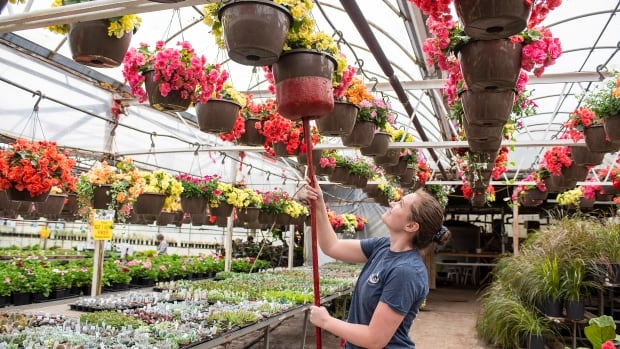 P.E.I.'s 5 hottest garden trends for a 2nd COVID-19 season