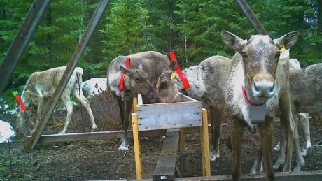 Caribou