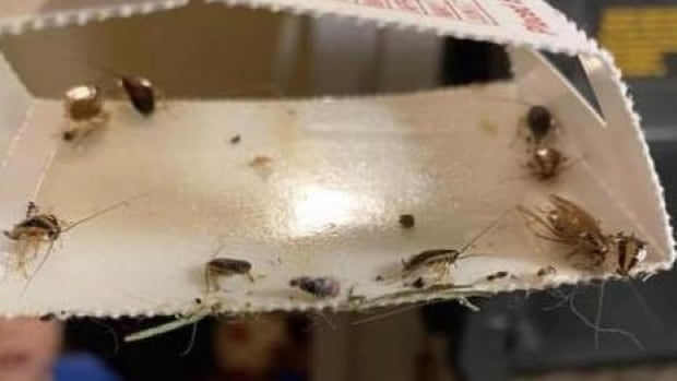 Woman with her 5 kids stayed in a cockroach-infested unit at Hamilton shelter