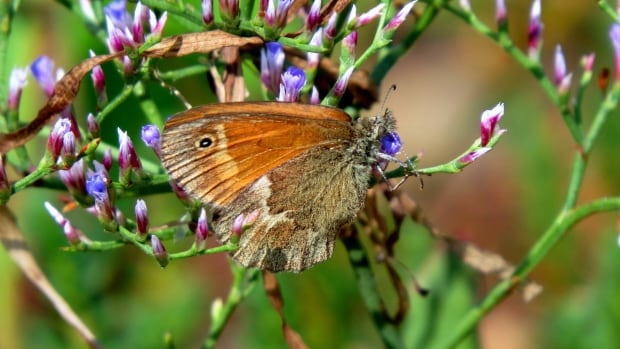 Saving one of New Brunswick's most endangered species: the Maritime ringlet