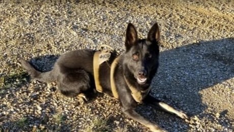 Police service dog Jago and his handler arrived at the High Prairie detachment in August last year. Jago