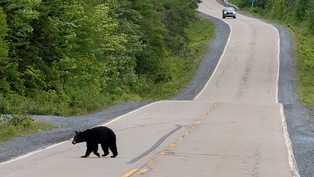 Elliot Lake man helps rescue teenage cyclist from the grip of a black bear