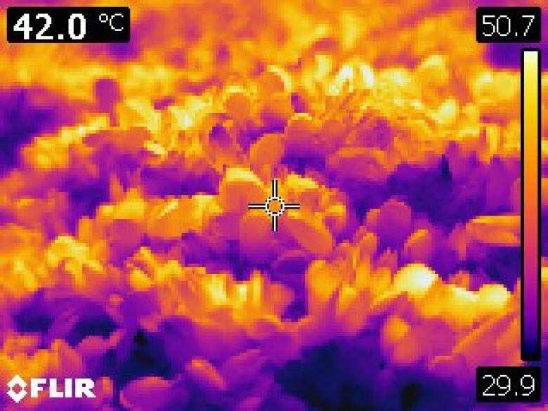 Mussels Thermal Imaging