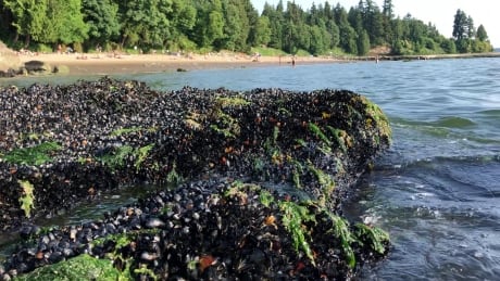 Footage captured on June 27, 2021, near Third Beach in Vancouver shows thousands of mussels that died during B.C.'s heat wave. Seashore Animals Dead Heat Wave