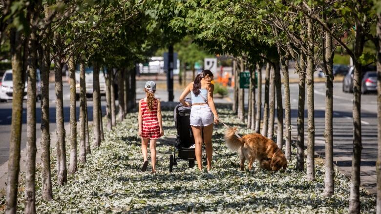 Trees along Pacific Street are among many that are losing their leaves after a record-breaking heat wave in Vancouver. (Ben Nelms/CBC)