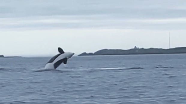 Why there are so many whales off the coast of N.L. — and what to do if you spot them