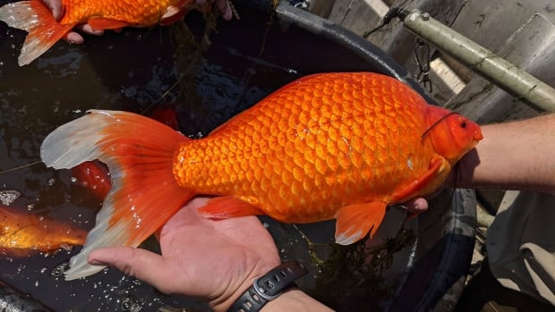 Biggest goldfish best sale