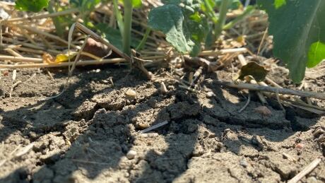 Crops on farmland near Regina are showing signs of heat stress.
Crops near Regina are showing heat stress July 2021