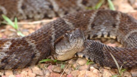 Bothrops Atrox