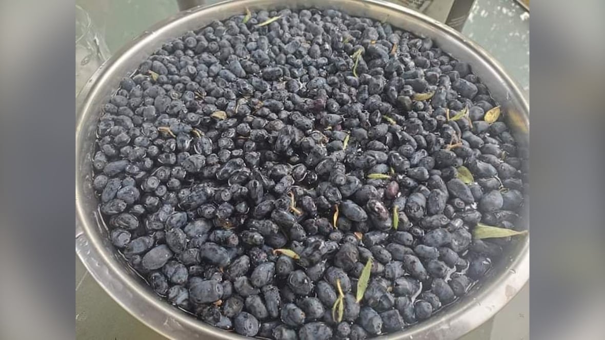 This Yukon woman is hooked on haskap berries CBC News