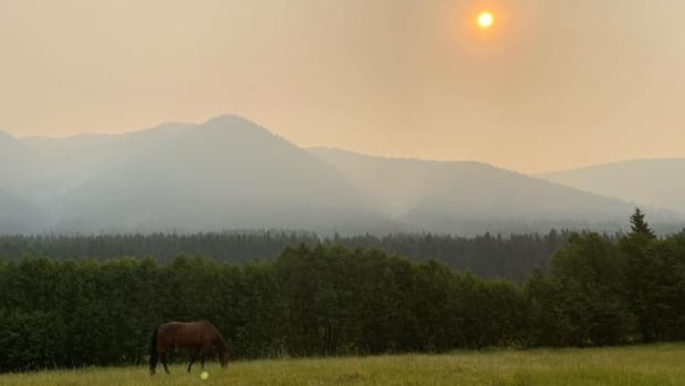 B.C. livestock owners scramble to move cattle, horses caught in wildfire risk