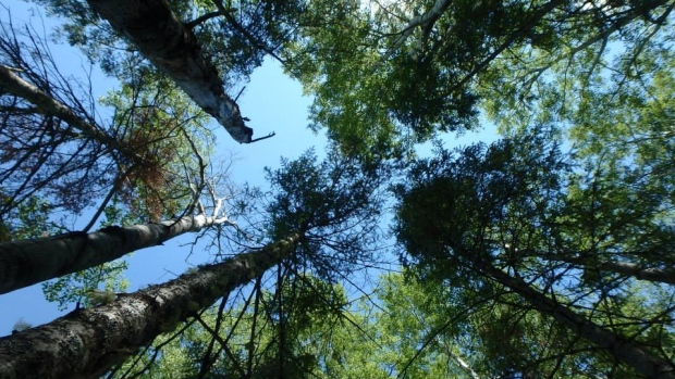 What is COP15? Why it matters and what's at stake at the Montreal summit; Some birds rely on old growth forests and large patches of continuous boreal forest, like what is pictured here, says Claire Farrell, a scientist with WIldlife Conservation Society Canada.