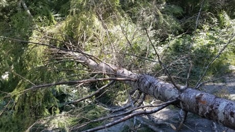 RCMP say activists in the Fairy Creek watershed protesting the logging of old growth trees cut 18 healthy trees and laid them across access roads. Fairy Creek watershed old growth protests RCMP allege tree cutting