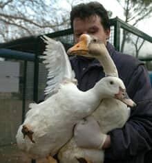 birdflu_france_cp_9557644