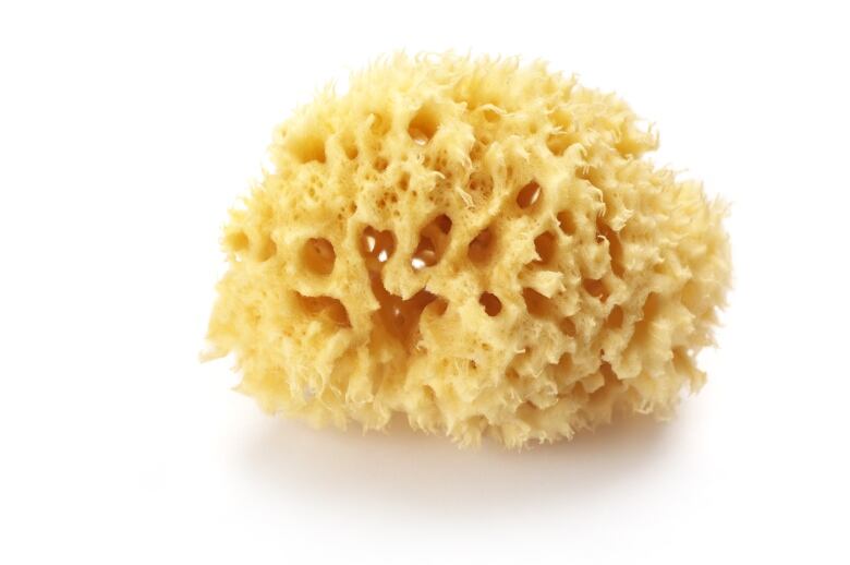 Geologist may have found 890-million-year-old sea sponges in