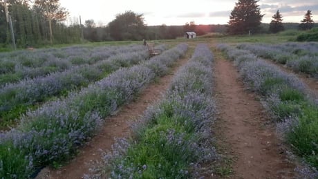 Four Girls Lavender farm was named after Alain Côté's four daughters and his family opened the farm near Salisbury N.B. to the public after starting preparations last year. Four Girls Lavender farm