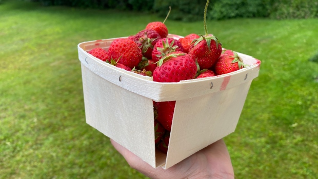 Looking for P.E.I. strawberries? Some are already ripe; A wooden produce box, like this one containing P\.E\.I\. strawberries, can be dropped into the green compost bin\.