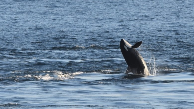 Southern Resident Orca Whale