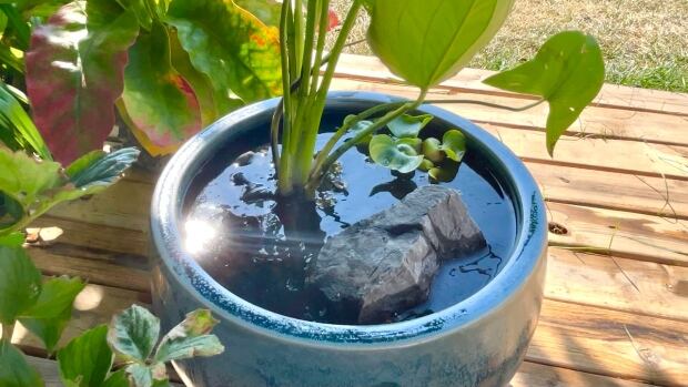 A splash of creativity: Making a water garden out of a planter pot is easier than you think | CBC News