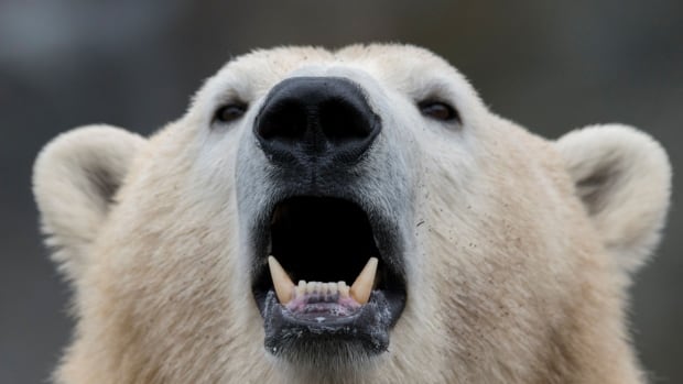 With an extinction threat looming, no wonder polar bears are at our door — and on the roof