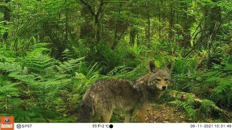 An image of a coyote in Stanley Park captured by a motion-sensor camera in June 2021. Stanley Park coyote UBC cameras