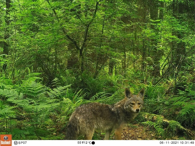 Stanley Park Coyote Ubc Cameras