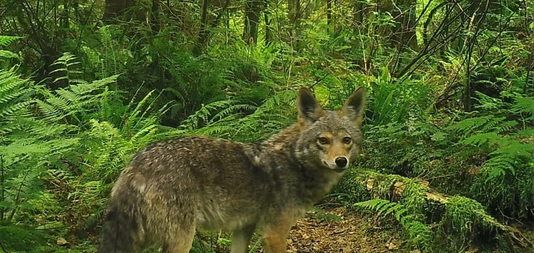 B.C. pair charged below B.C’s Wildlife Act with feeding Stanley Park coyotes