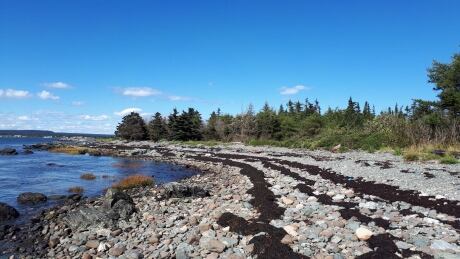 The Nature Trust of New Brunswick recently acquired 372 hectares on Ross Island at Grand Manan, named the Keiko and Errol Nature Preserve. Keiko and Errol Nature Preserve 1