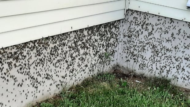 'Like popping popcorn': Grasshoppers swarm town in Quebec's Mauricie region
