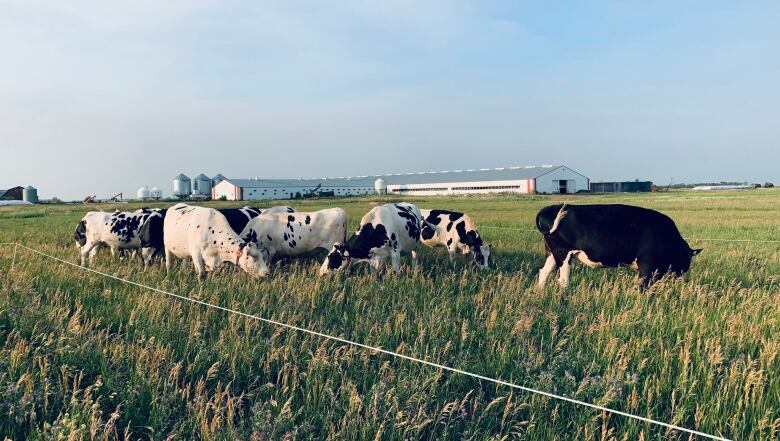 Cows Grazing At Jbk Farms