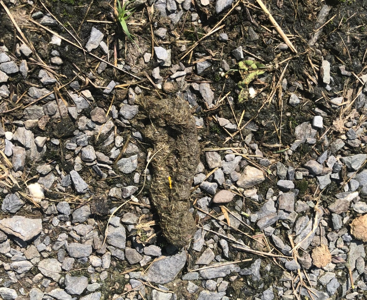 Woodstock's streets are littered with goose droppings, and residents