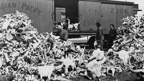 Bison bones are loaded into a Canadian Pacific Railway boxcar. Bison Boxcar