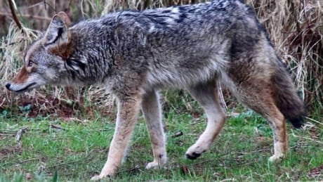 Another coyote Bernie Steininger took at picture of in Stanley Park in early April 2021. He says he has come into contact the the animals around 20 times in the past year. Bernie Steininger Stanley Park coyote Good Friday 2021