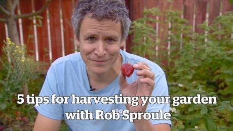 From strawberries to cabbage, Rob Sproule from Salisbury Greenhouse has the dos and don'ts to get the most out of your garden harvest. 5 tips for harvesting your garden