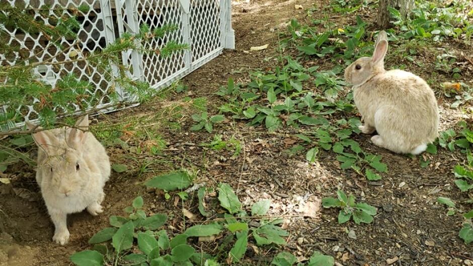 How Residents Of A Small N S Town Have Embraced Its Feral Rabbits Cbc News How Residents Of A Small N S Town Have Embraced Its Feral Rabbits Cbc News