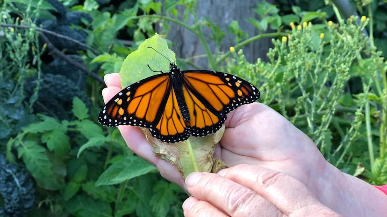 Monarch butterfly