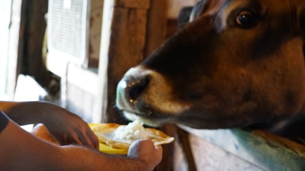 How a Glencoe, Ont., cow named Mr. Moo brought joy and blessings to a couple from India