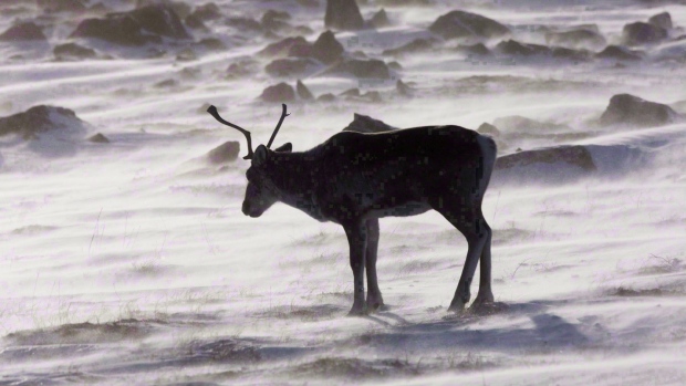 Nunavut judge says driving bans 'inconvenience' Inuit hunters but don't violate hunting rights; Caribou on snow\.