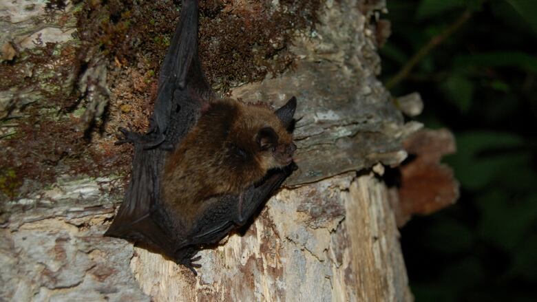 Northern myotis on a tree