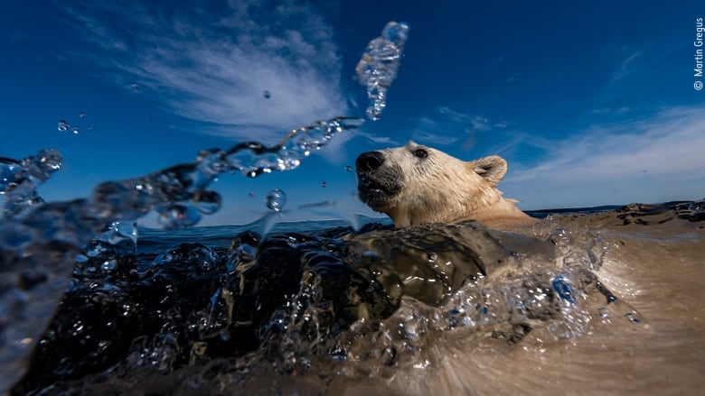 Stunning polar bear, bird portraits earn Canadians Wildlife Photographer of  the Year awards