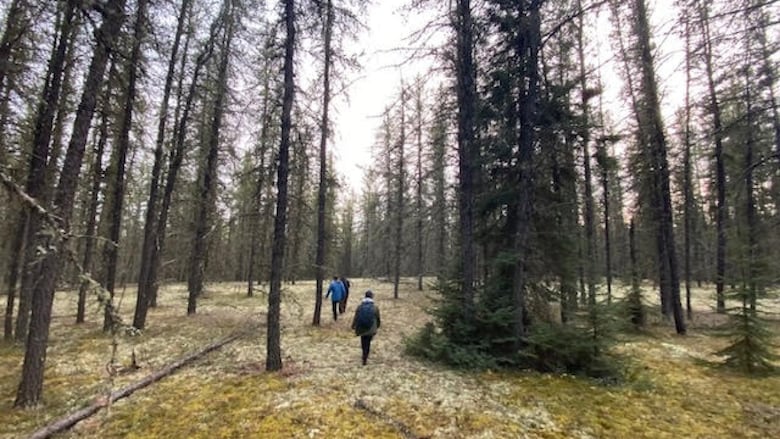 A group of people walk among the trees in a forest.