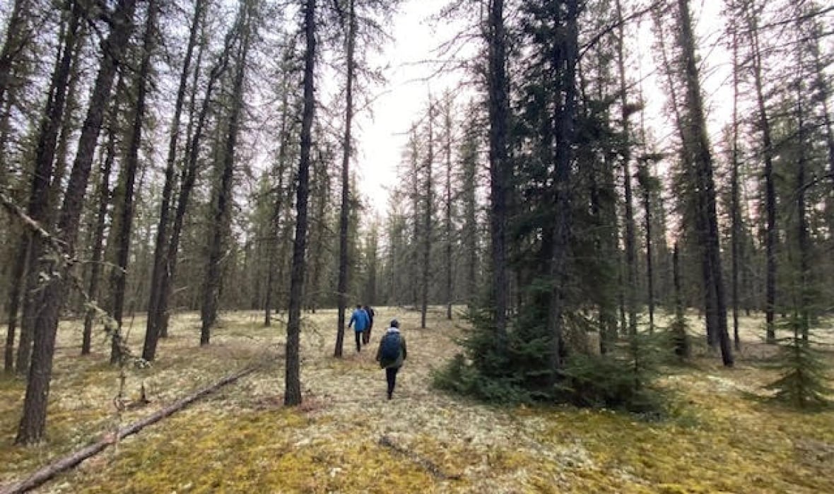 A group of people walk among the trees in a forest.