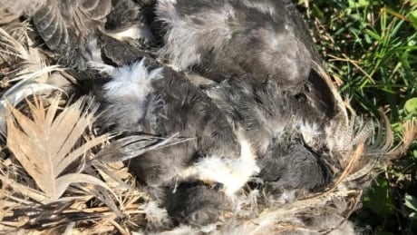 One of dozens of tree swallow nests found with several dead young birds. The birds had survived until they were almost ready to fly, but died before they could leave the nest. Scientists weren't able to ascertain what killed them. Dead tree swallows