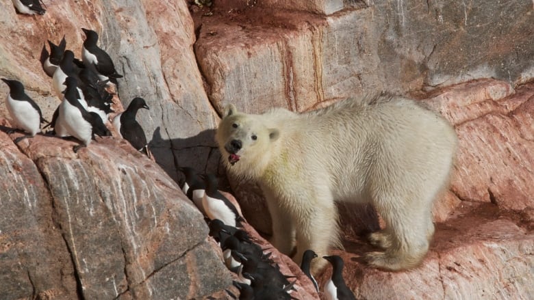 How Climate Change Threatens Polar Bears