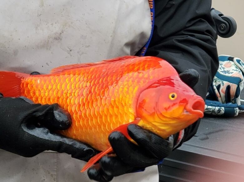 B.C. conservation group warns of goldfish invasion in Kelowna pond